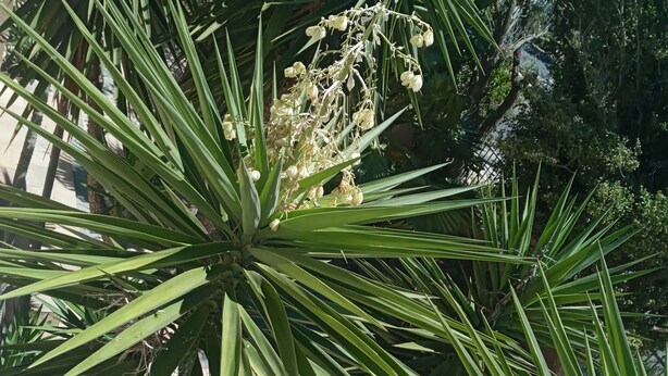 A potted plant with long, green leaves and white flowers. - La Roche Guest House (Cape Town)