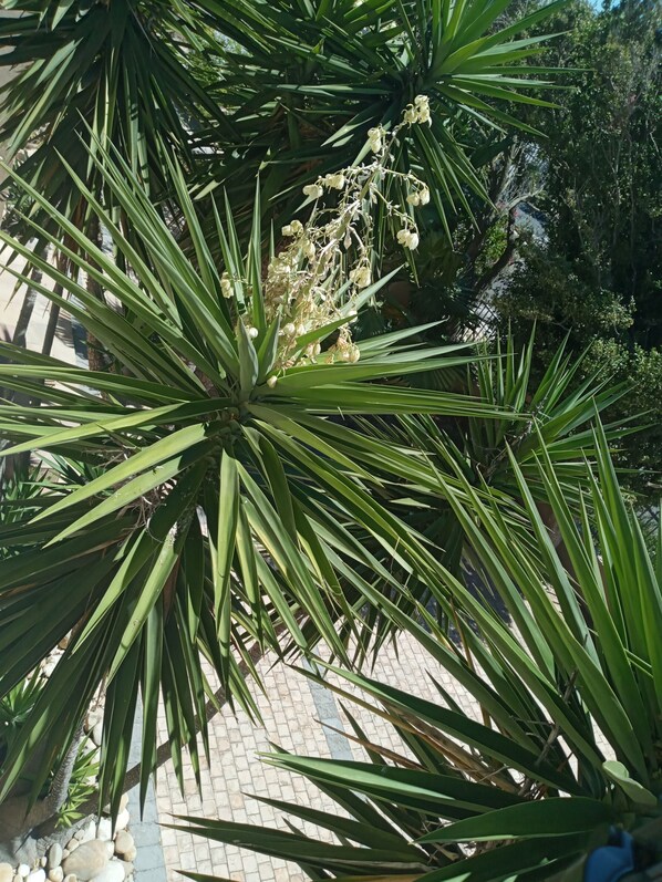 Habitación doble Deluxe | Camas Select Comfort y caja de seguridad en la habitación 