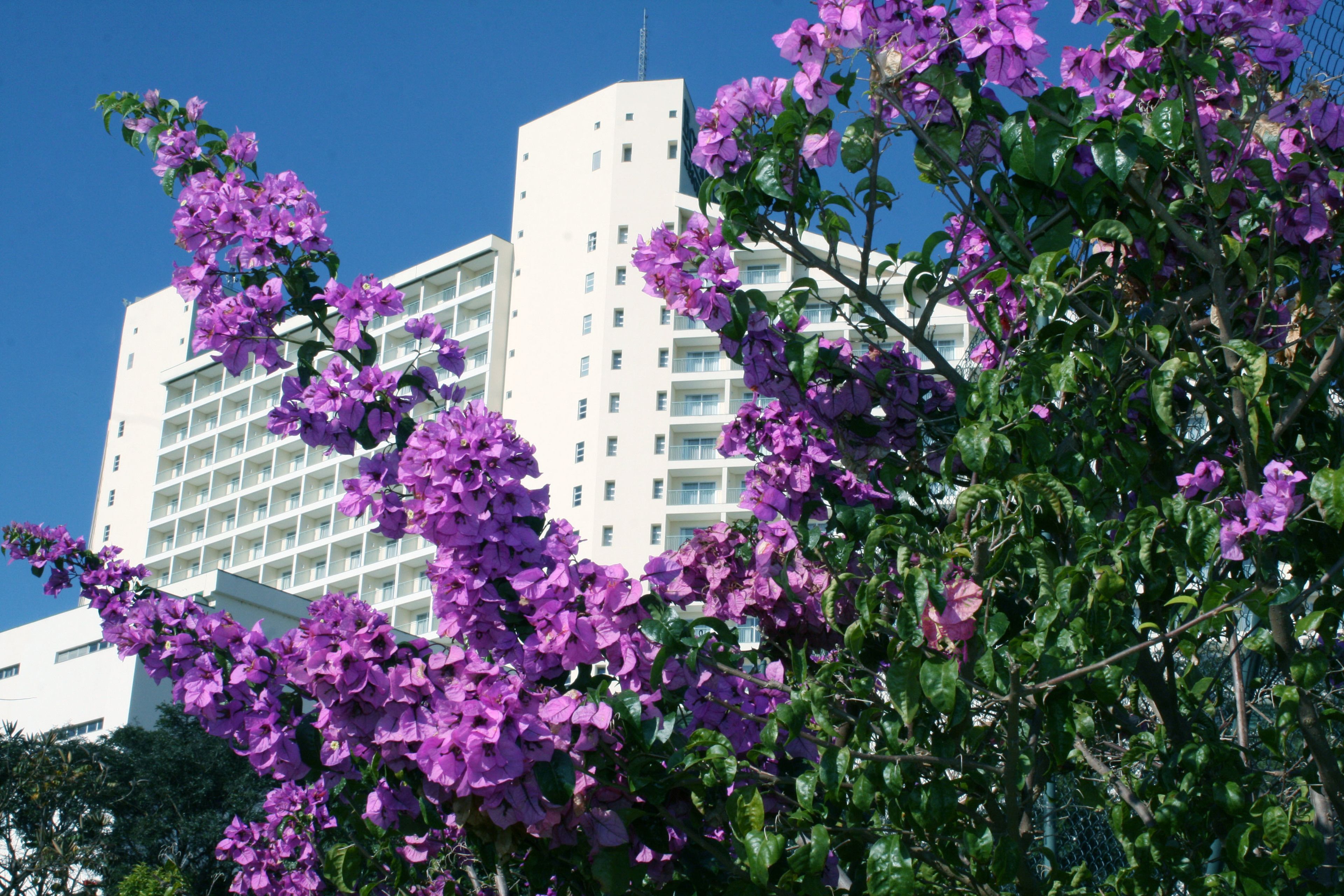 A white multi-story building with balconies, surrounded by lush green foliage and purple flowers.