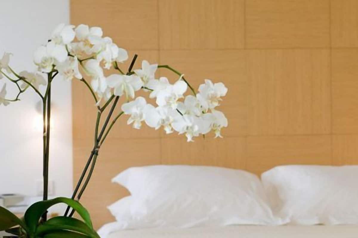 A hotel room with a wooden headboard, white bedding, and a white orchid plant.