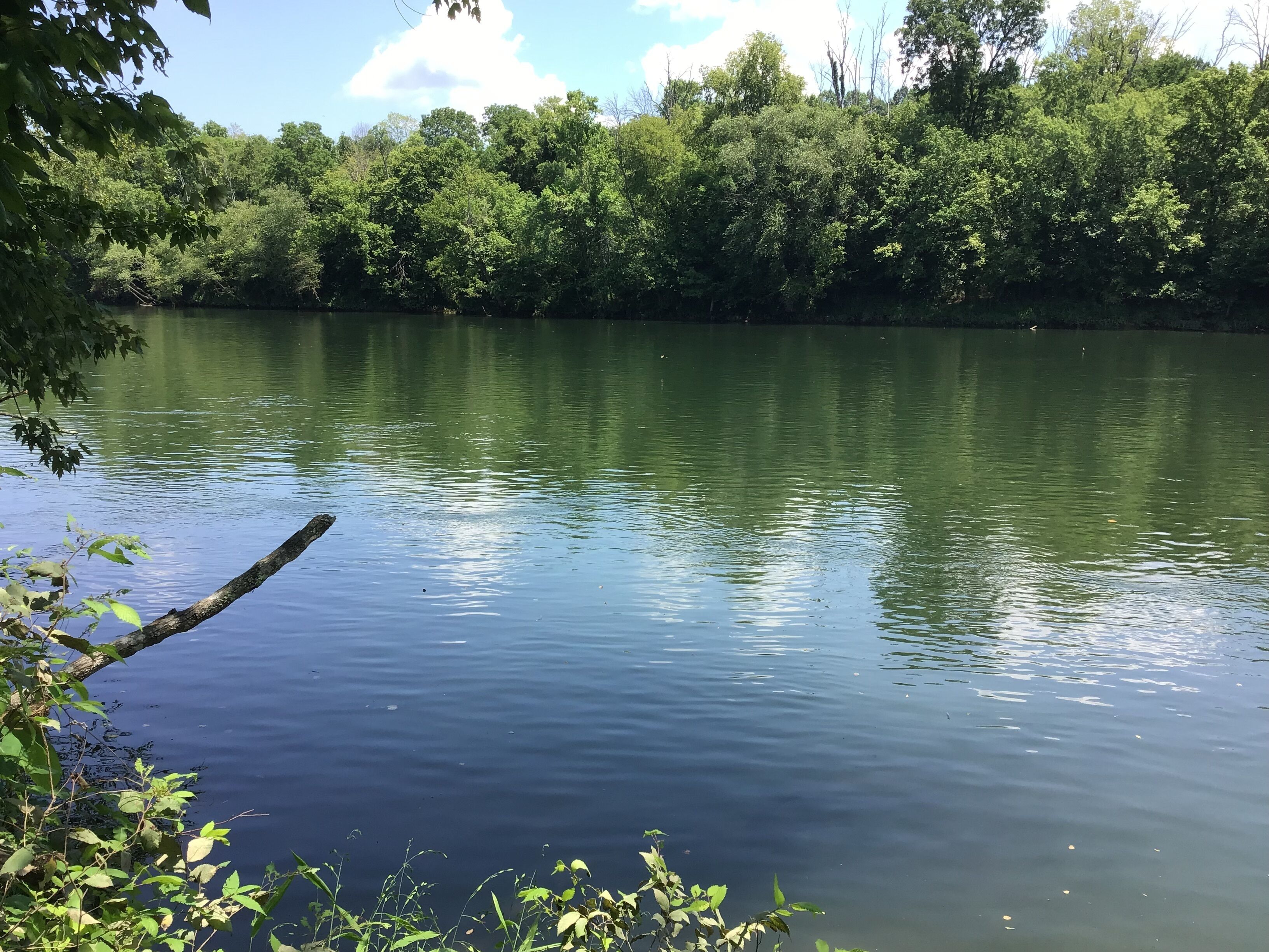 Un lago tranquilo rodeado de abundante vegetación.