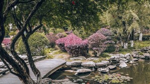 Ein ruhiger Garten mit einer Holzbrücke, einem Teich mit Seerosen und rosafarbenen Blühsträuchern.