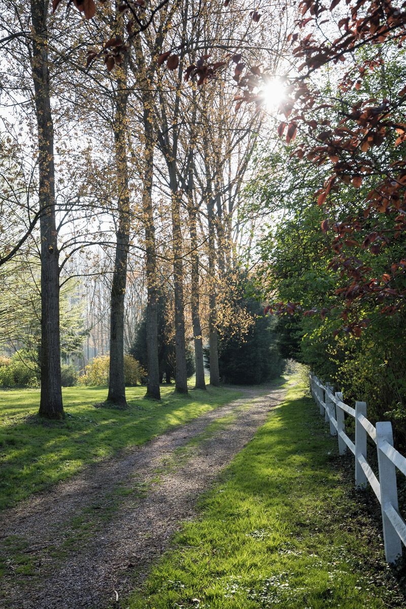 A pathway lined with trees and a white fence, leading through a park.