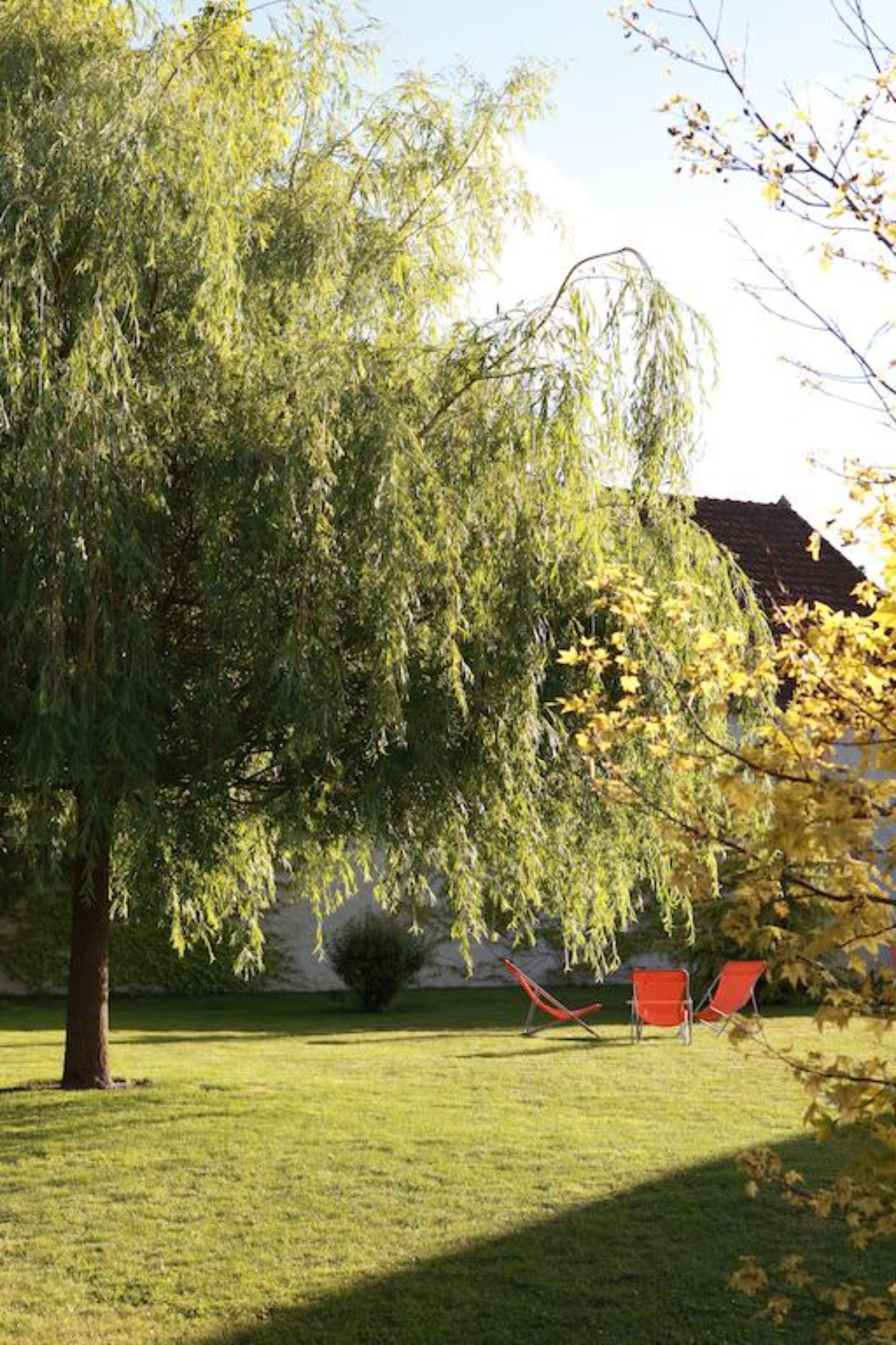 A grassy outdoor area with a large tree and two red chairs.