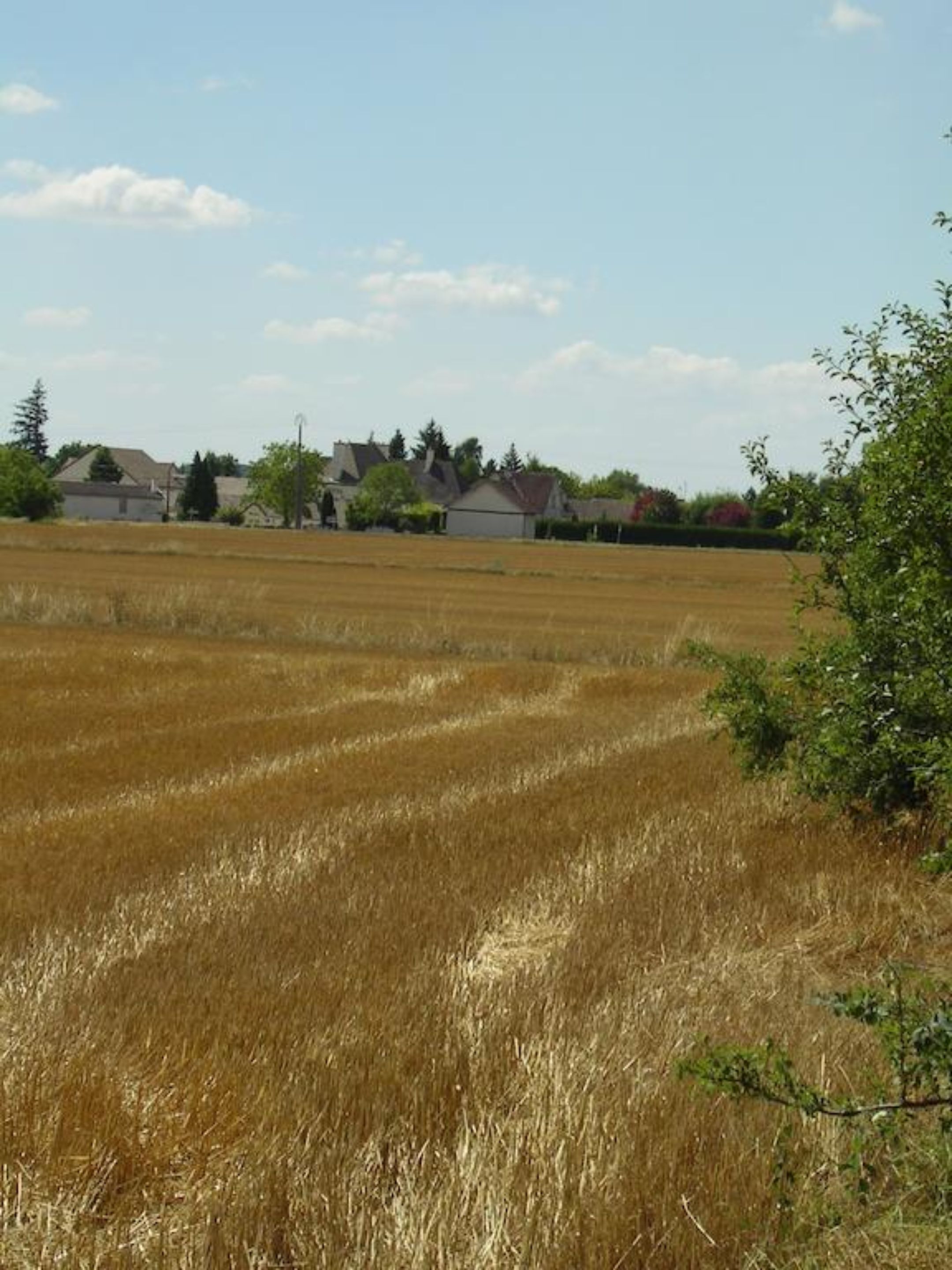 Ländliche Landschaft mit einem Feld goldener Ernte, wenigen Häusern und blauem Himmel.