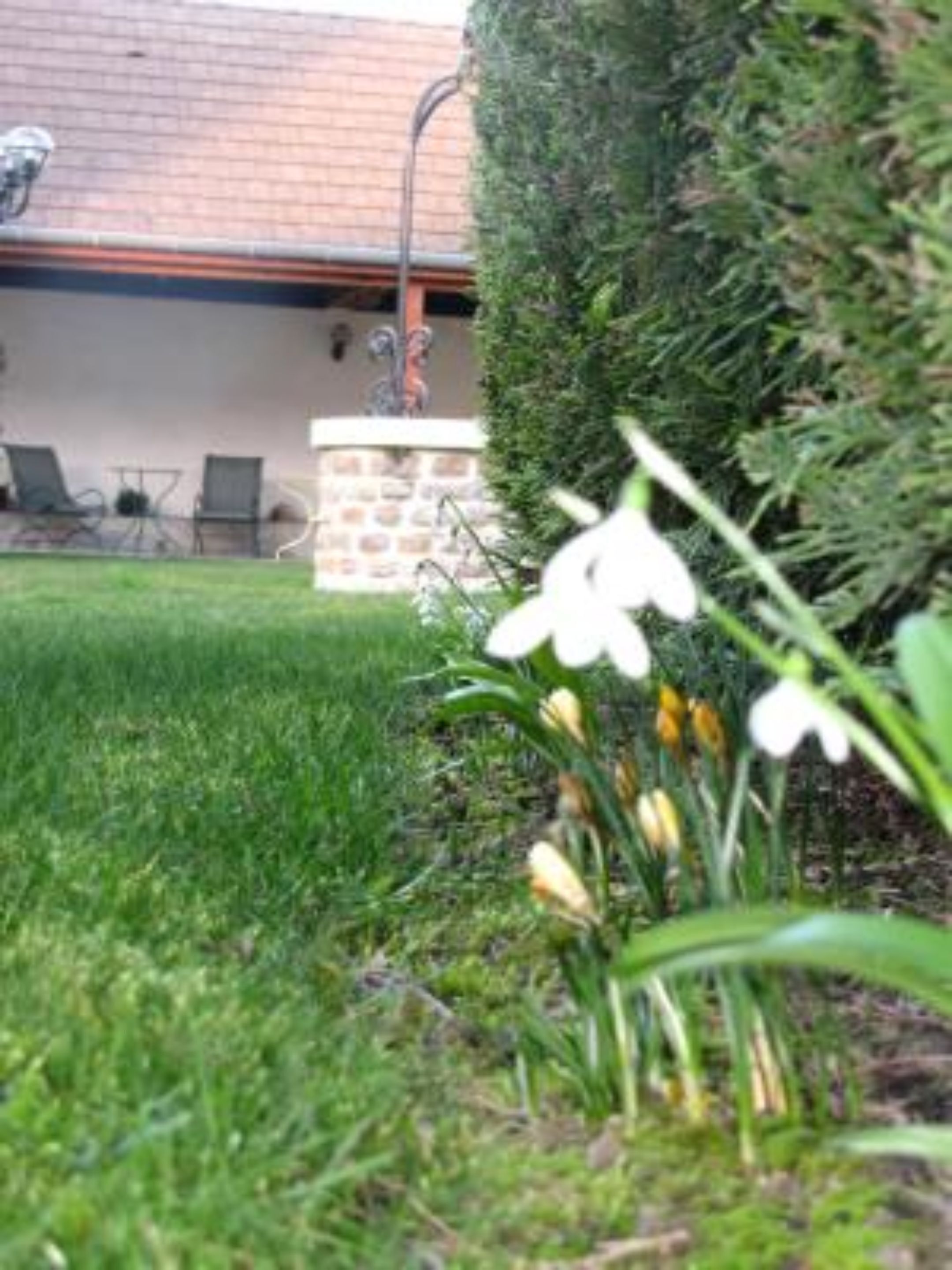 A garden with white flowers and a stone wall.