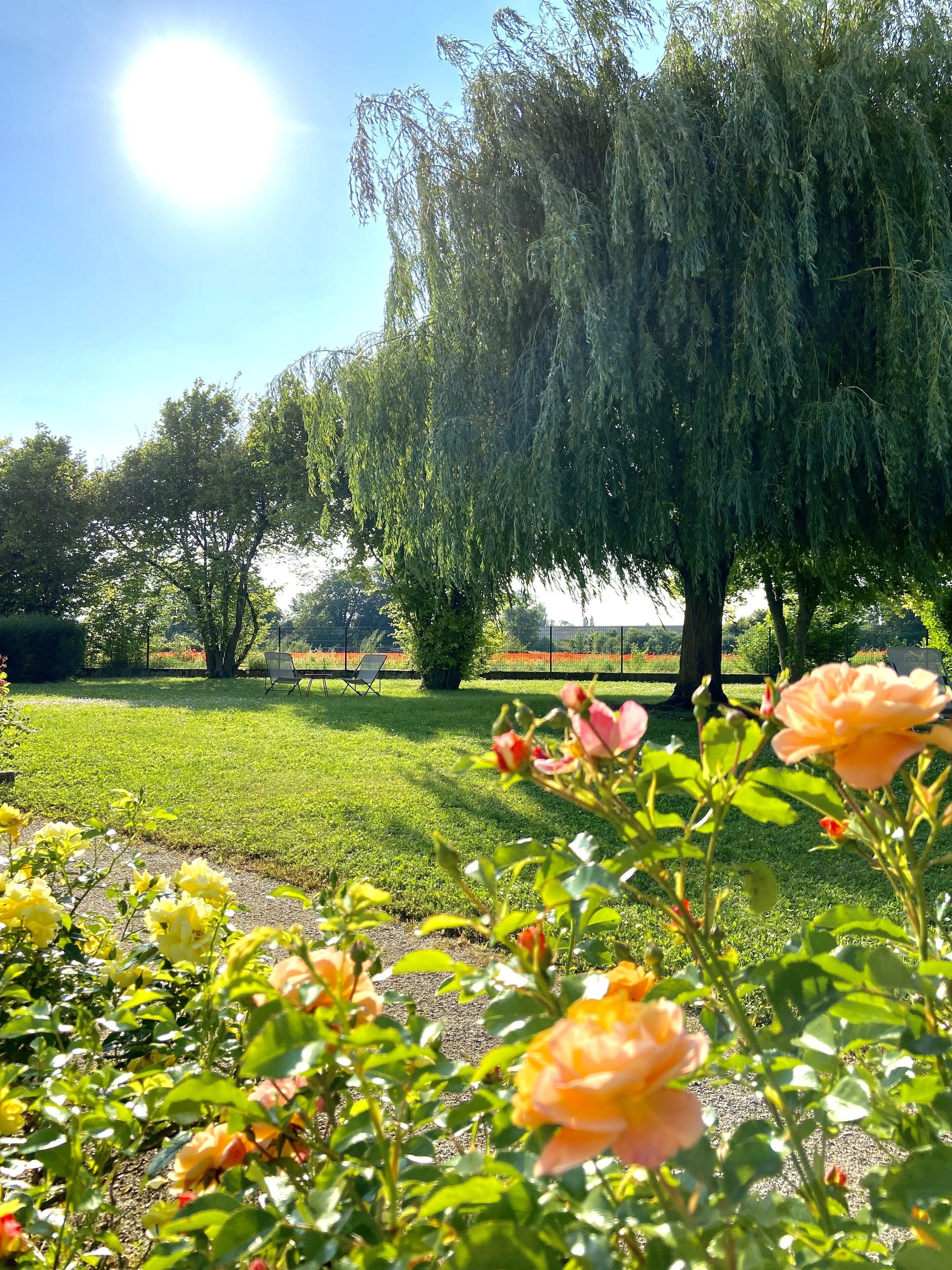 A park with a large weeping willow tree, a lawn, and blooming roses.