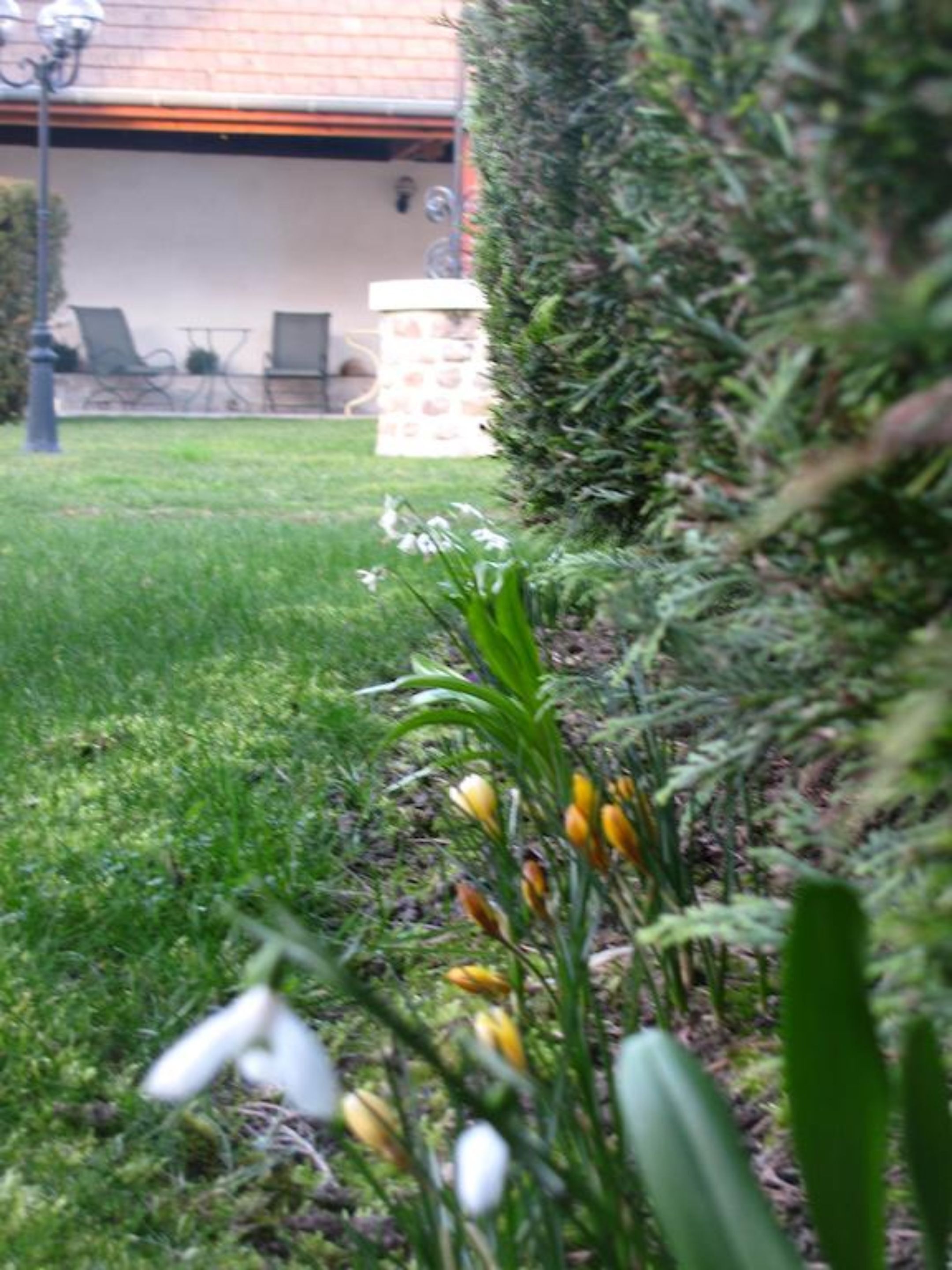 A garden with white and yellow flowers, a hedge, and a building with a brick wall and windows in the background.