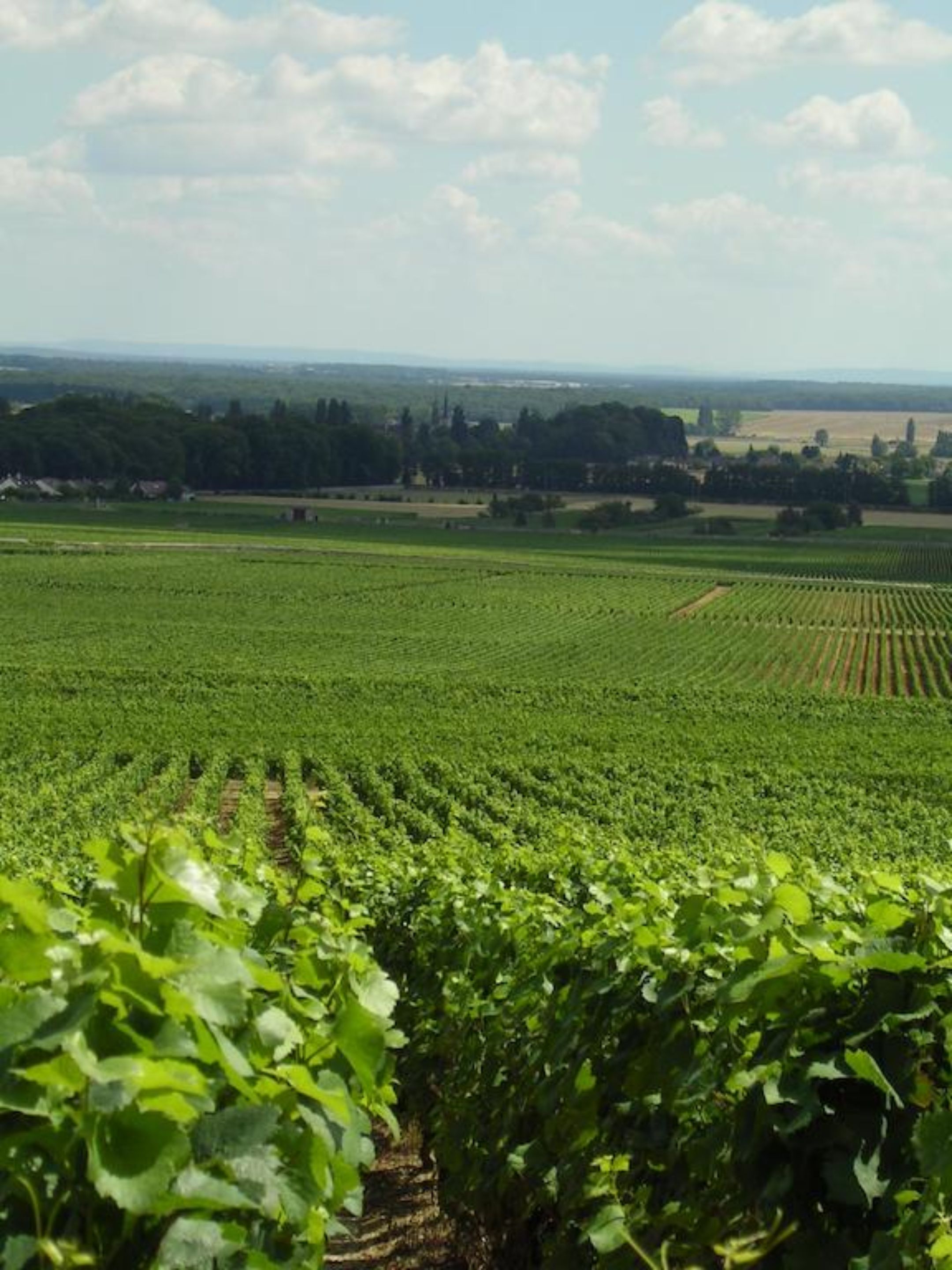 Viñedo con hileras de vides bajo un cielo despejado.