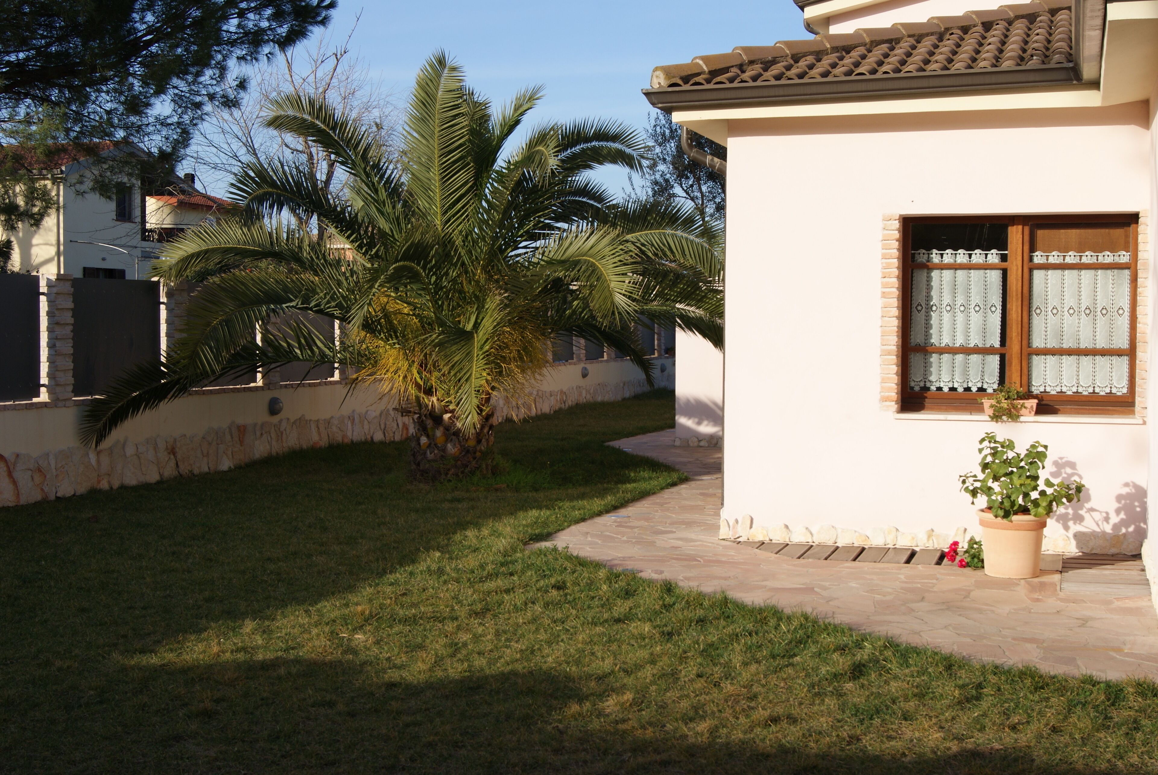 A house with a paved pathway, a palm tree, and a window with decorative curtains.