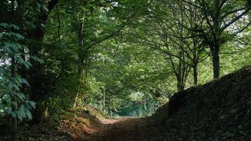 Un sendero arbolado con árboles a ambos lados.