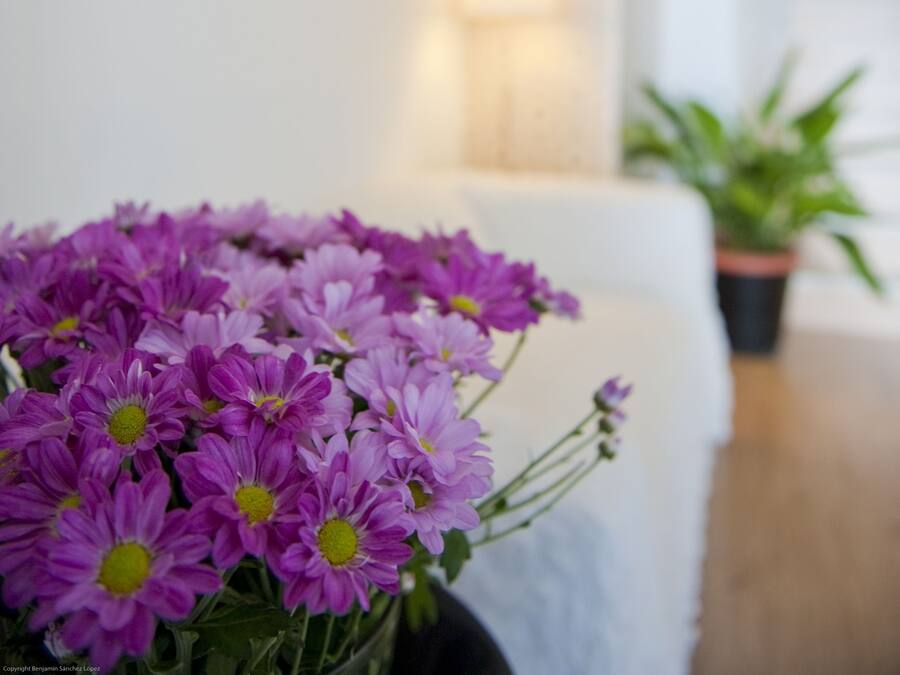 Una habitación con un sofá blanco, una planta en maceta y un aplique de pared.
