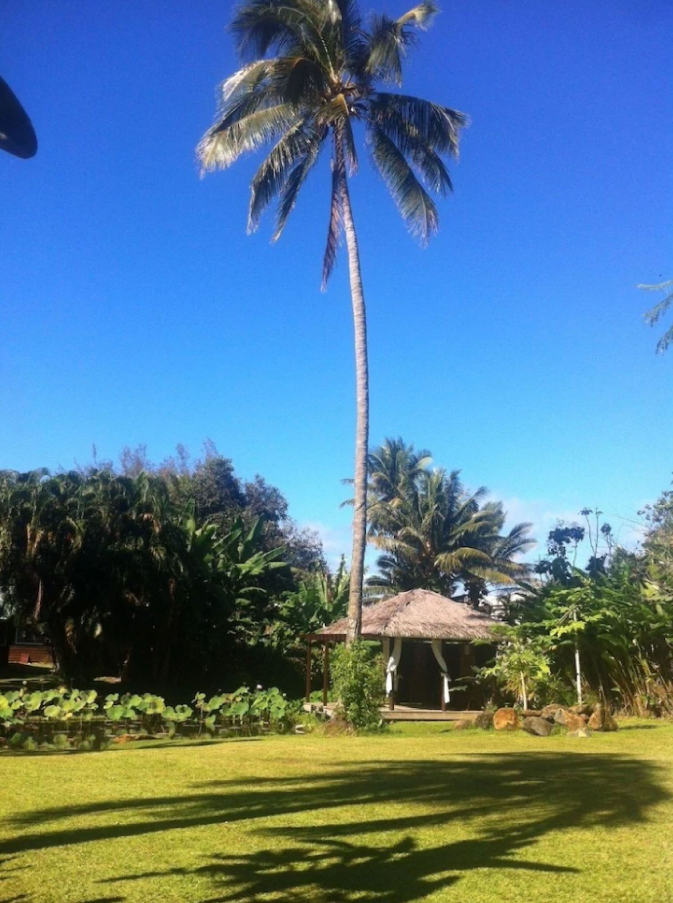 A tall palm tree in a well-maintained grassy area with a thatched-roof structure nearby.