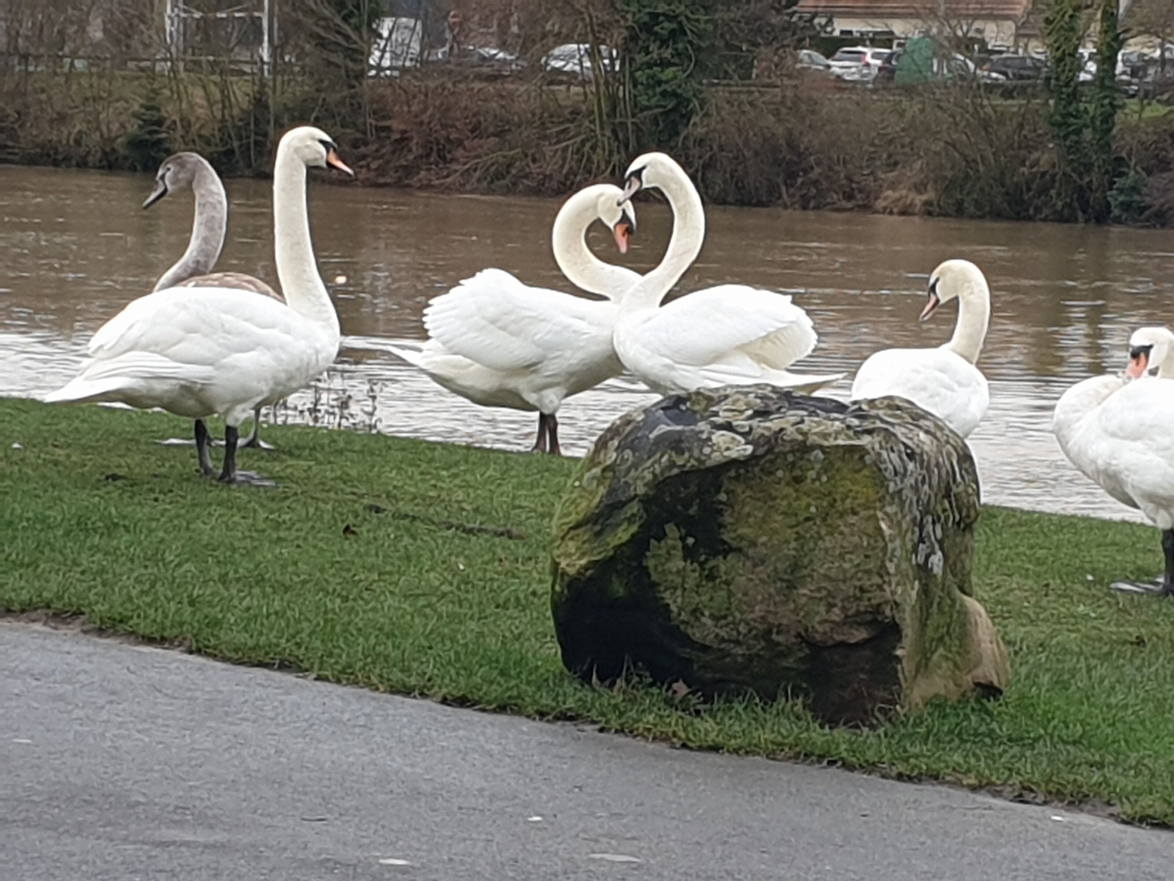 Un groupe de cygnes près d’une étendue d’eau, avec un grand rocher au premier plan.