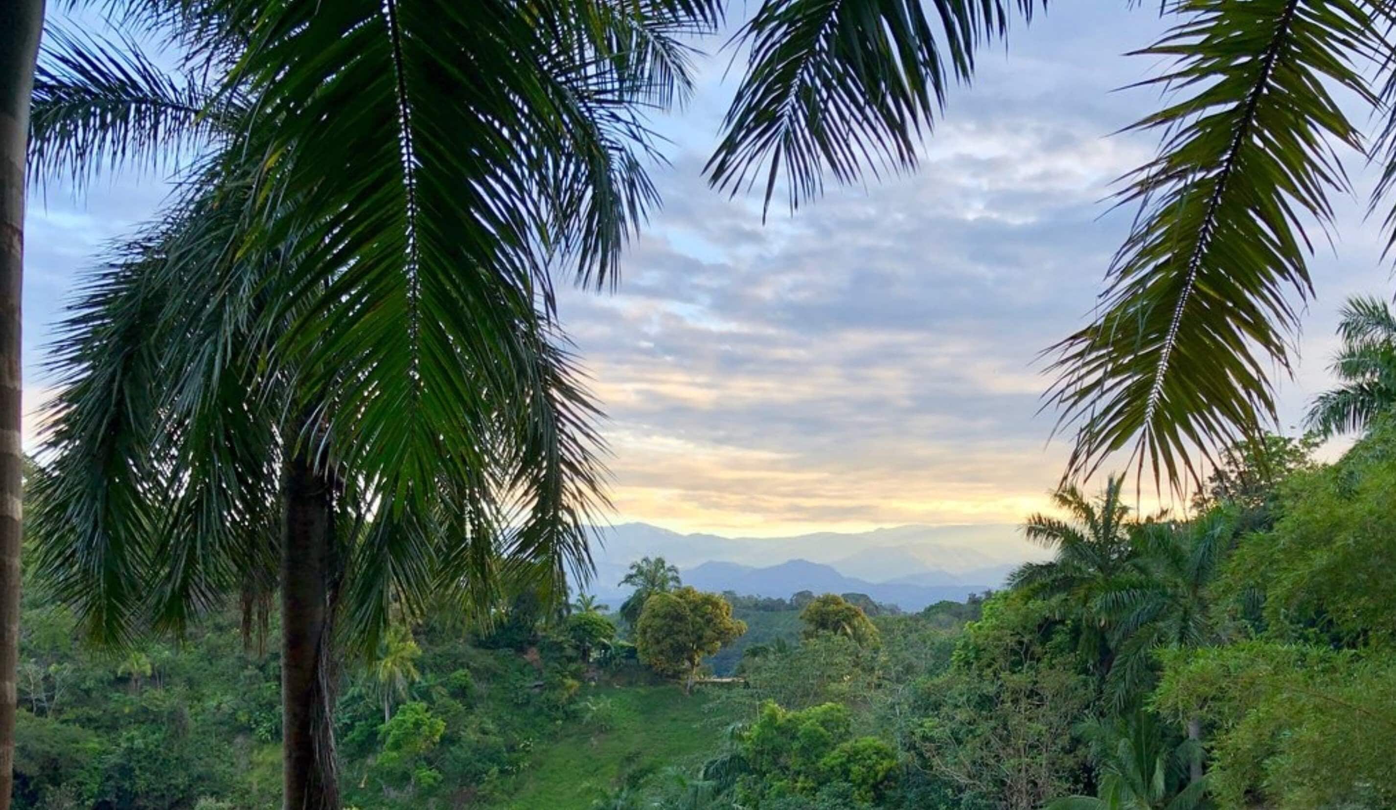 tree top canopy | terrace/patio