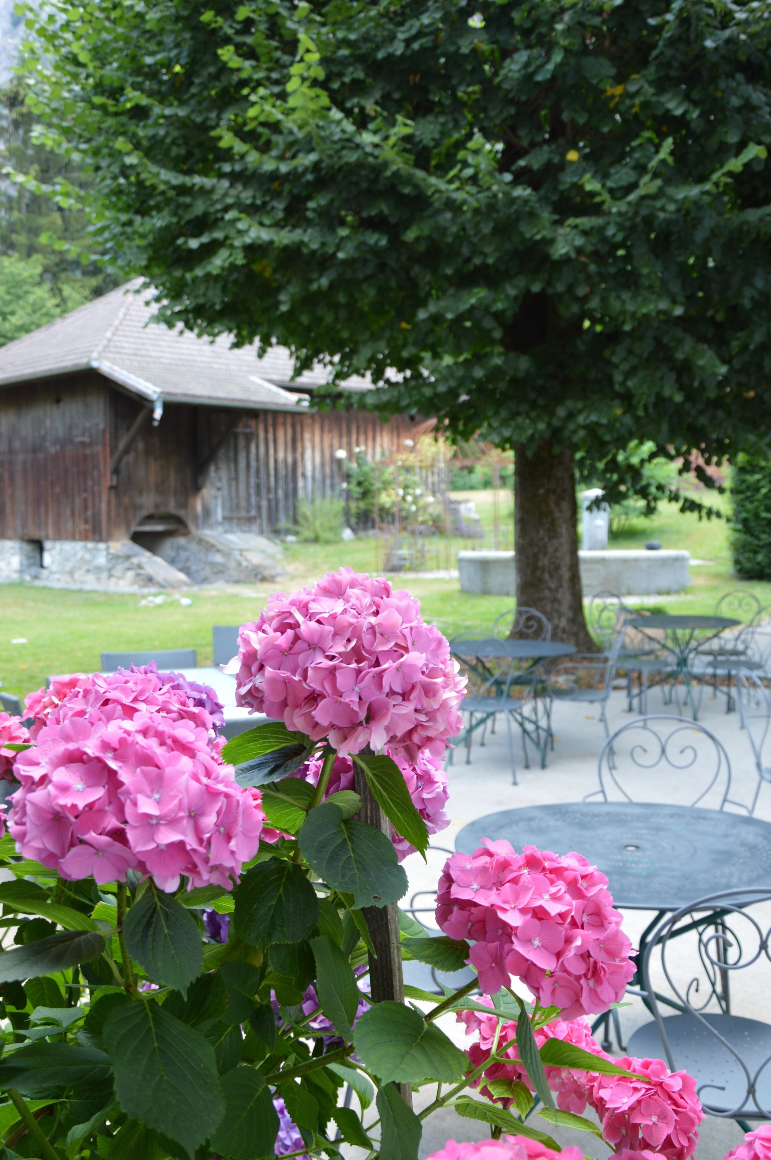 A garden with pink hydrangea flowers, outdoor tables and chairs, and a rustic wooden building in the background.