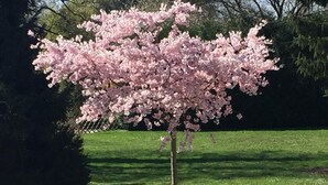 Een boom met roze bloesems in een park.