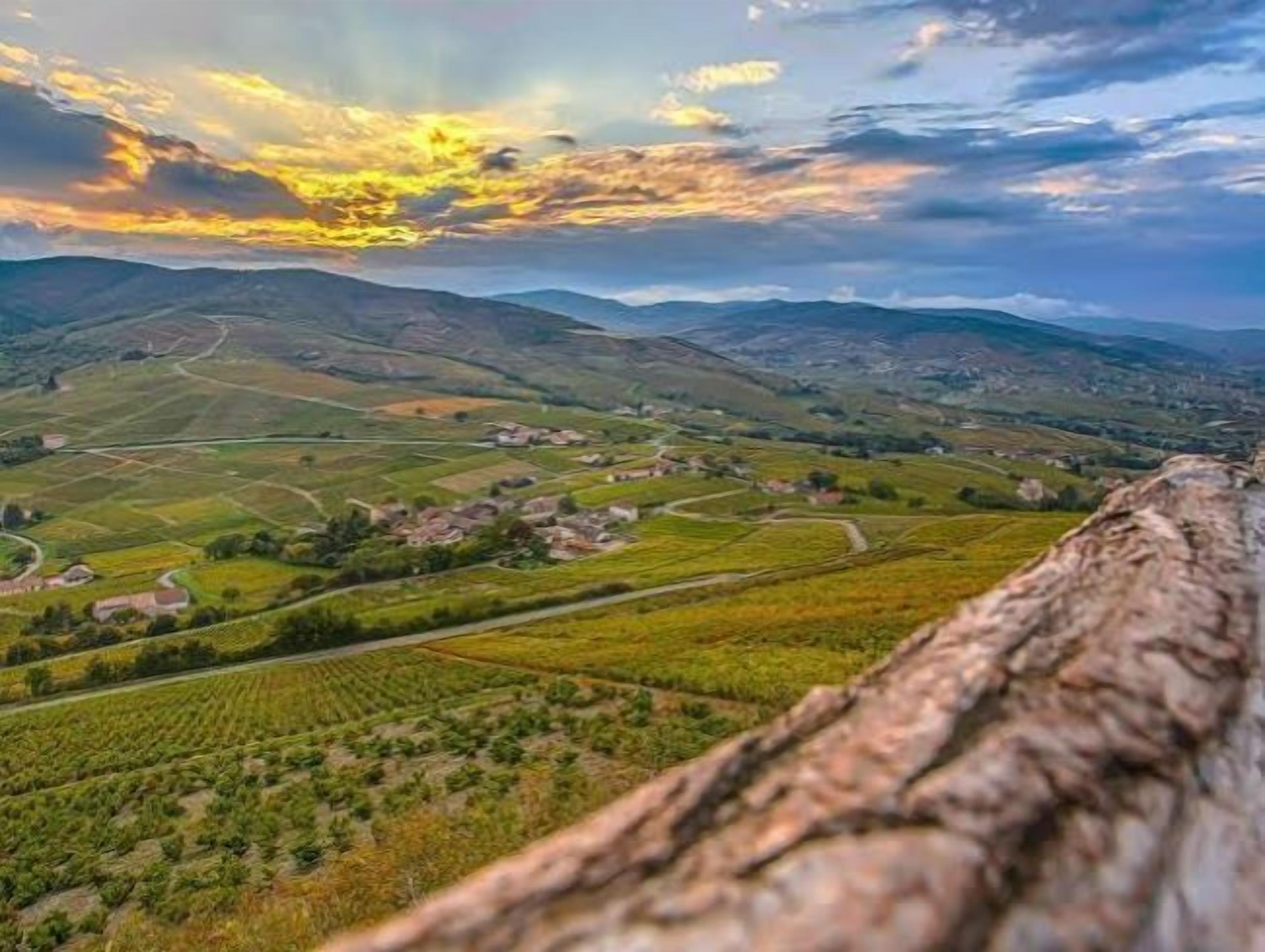 Un paysage de vignoble avec des collines ondoyantes et un village situé au loin.