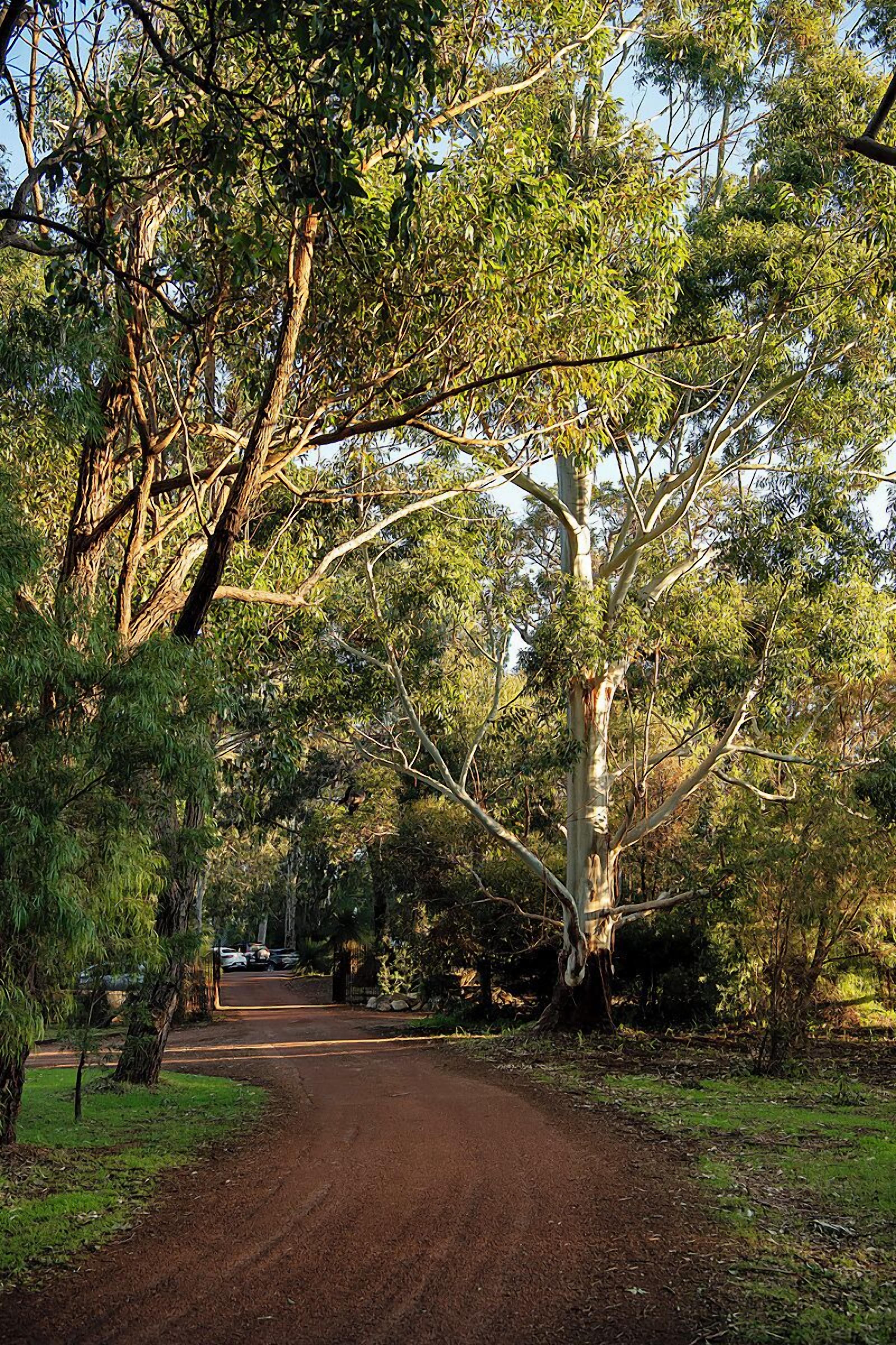 A dirt road flanked by trees and greenery, leading to a building with a visible entrance.
