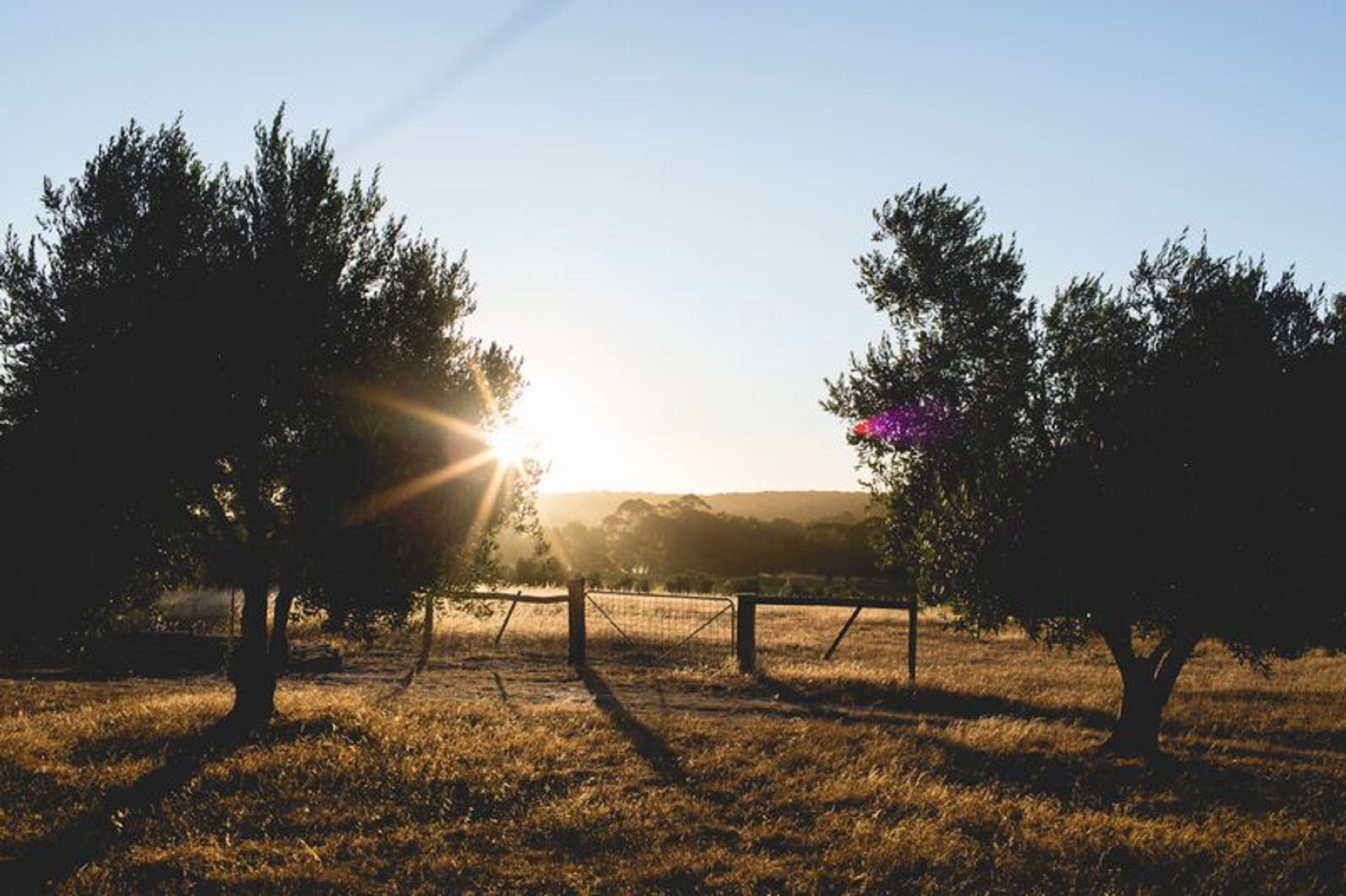 A rural landscape with trees and a fence in the foreground, and a clear sky in the background.