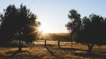 A rural landscape with trees and a fence in the foreground, and a clear sky in the background.