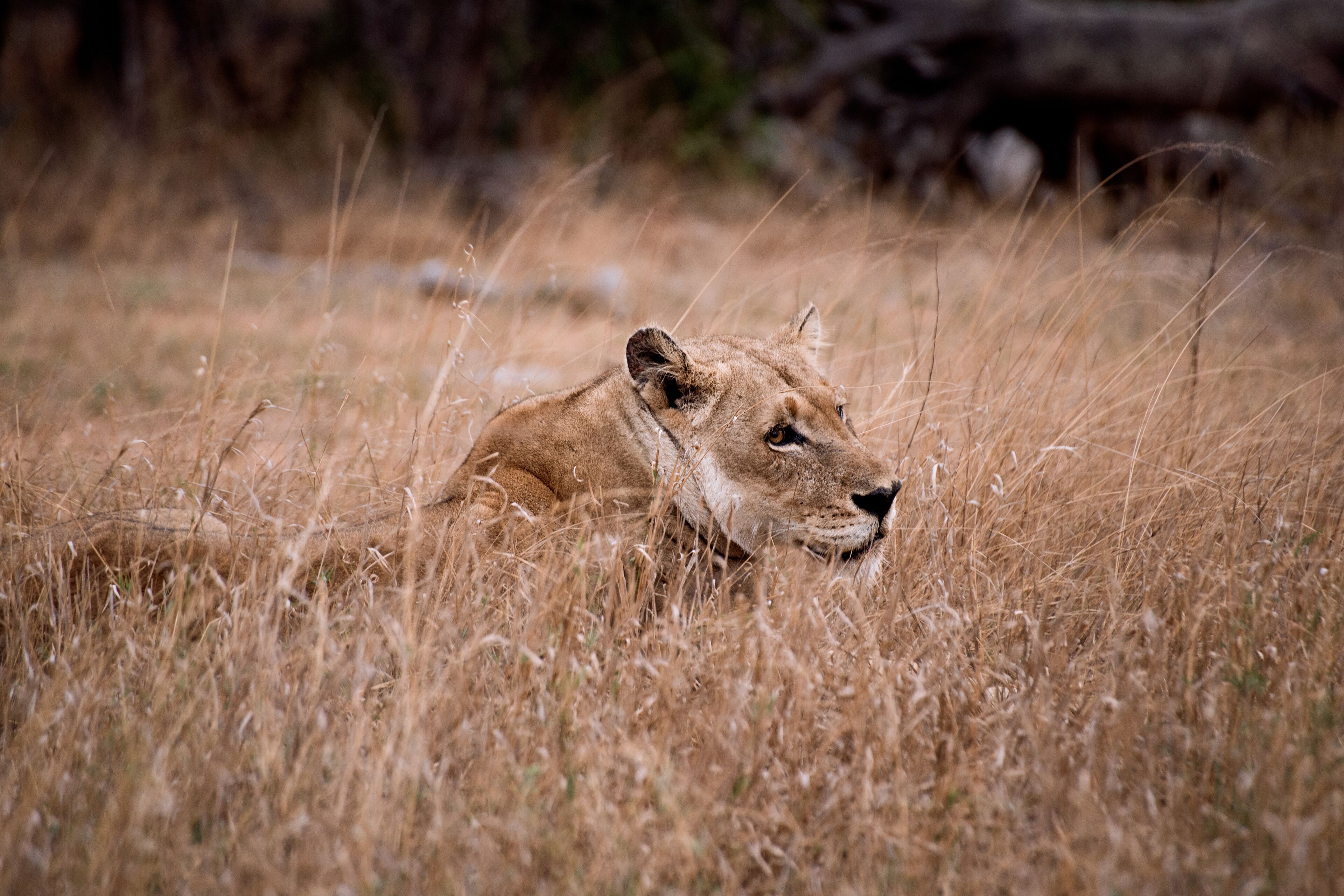 Un león descansando en un campo de hierba.