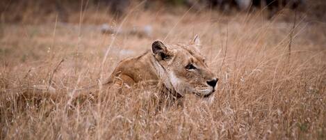 Un león descansando en un campo de hierba.