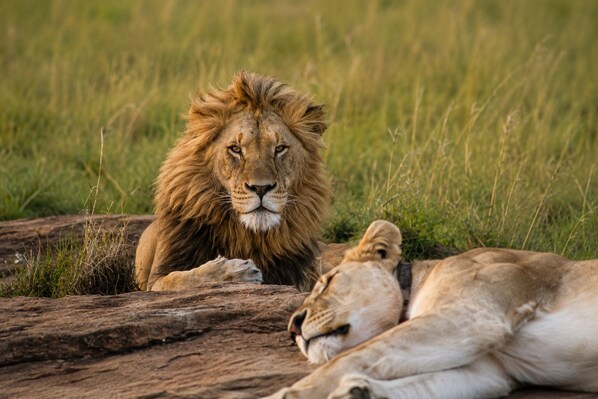 A lion resting on a rock with a grassy field in the background. - Tshukudu Game Lodge (Hoedspruit)