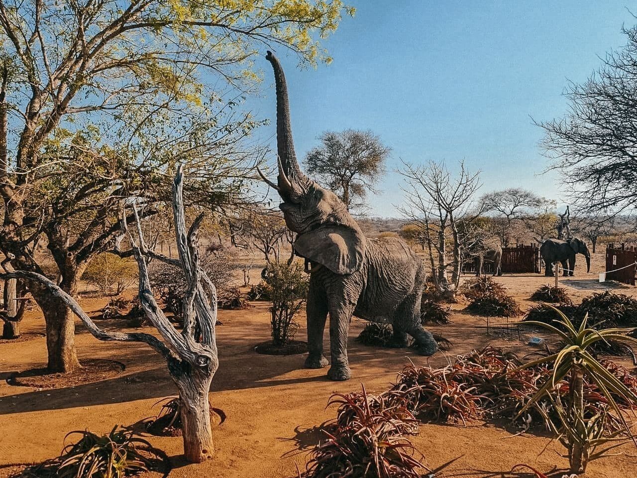 An elephant in a naturalistic enclosure with trees and a dirt ground.