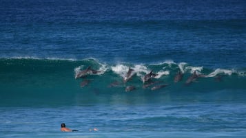 Eine Person schwimmt im Meer, während Delfine aus dem Wasser springen.