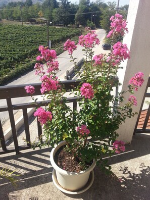 Terrace/patio - Pansion Robi (Citluk)