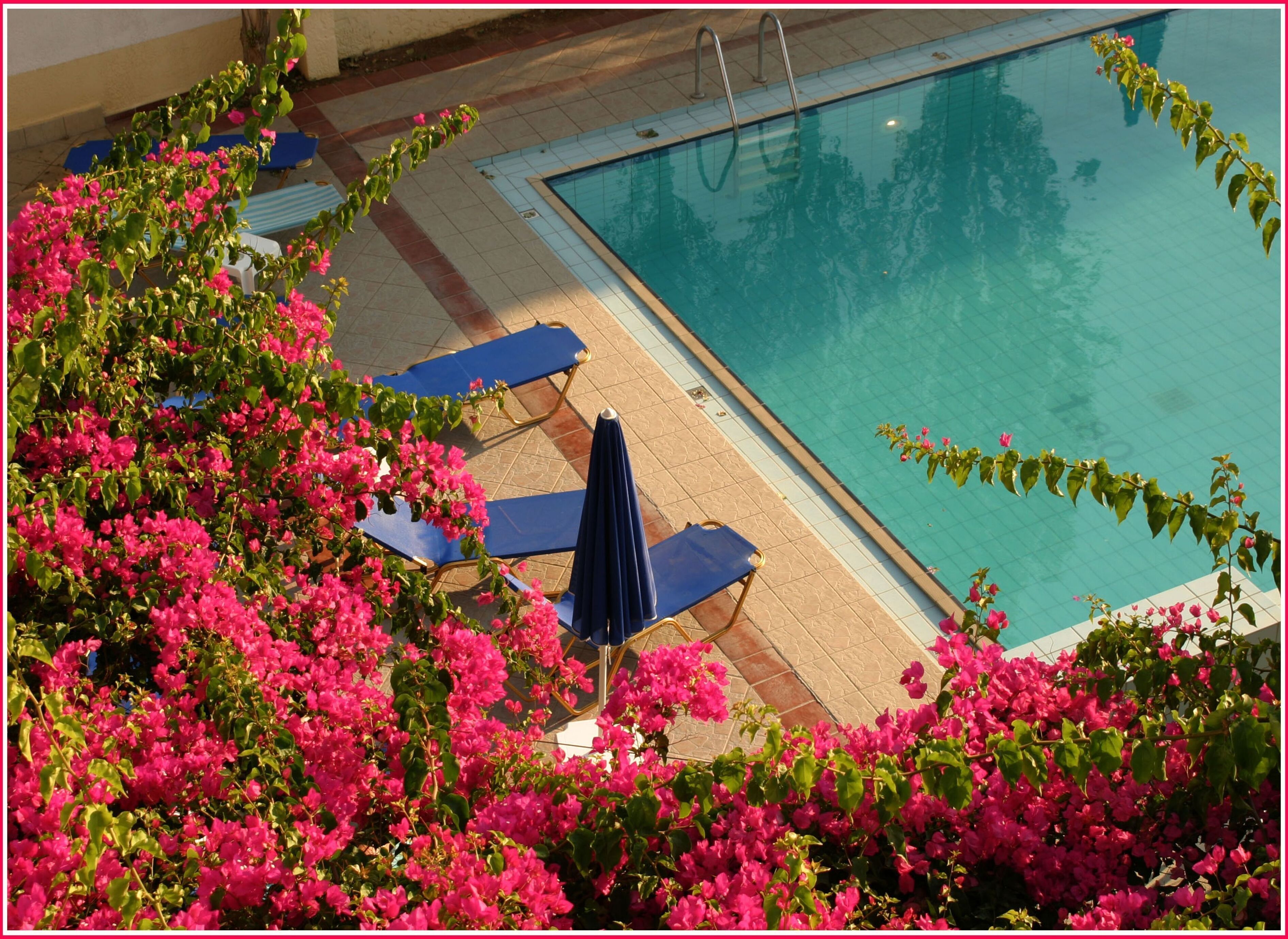 A swimming pool with blue lounge chairs and an umbrella, surrounded by pink flowering bushes.
