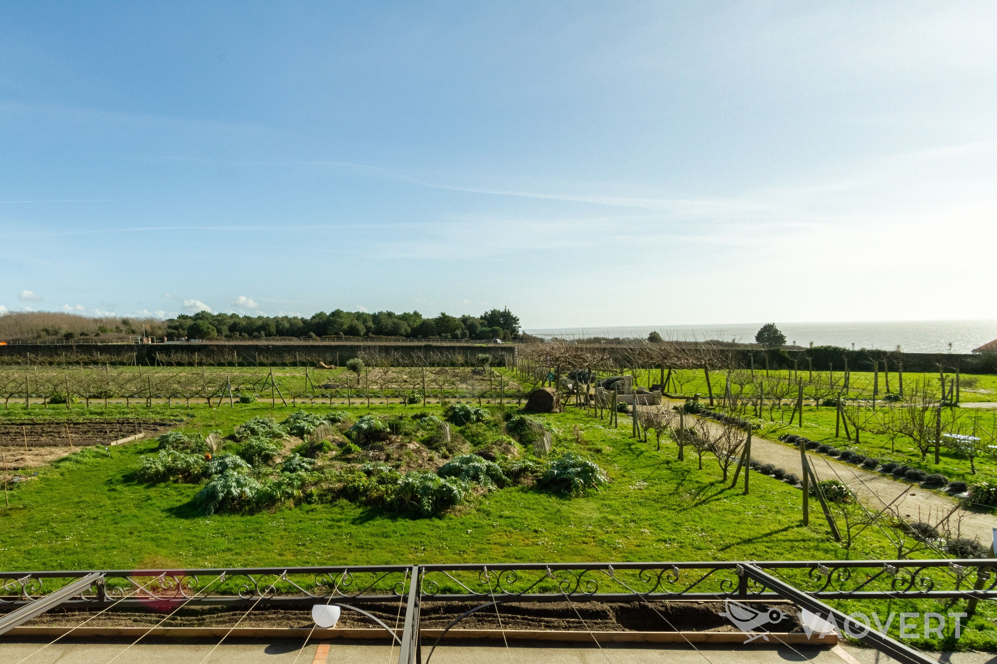 A vineyard with rows of grapevines and a clear view of the sea in the background.