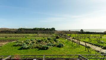 A vineyard with rows of grapevines and a clear view of the sea in the background.