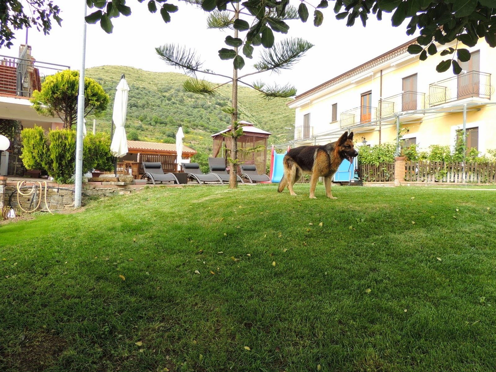 Acepta mascotas