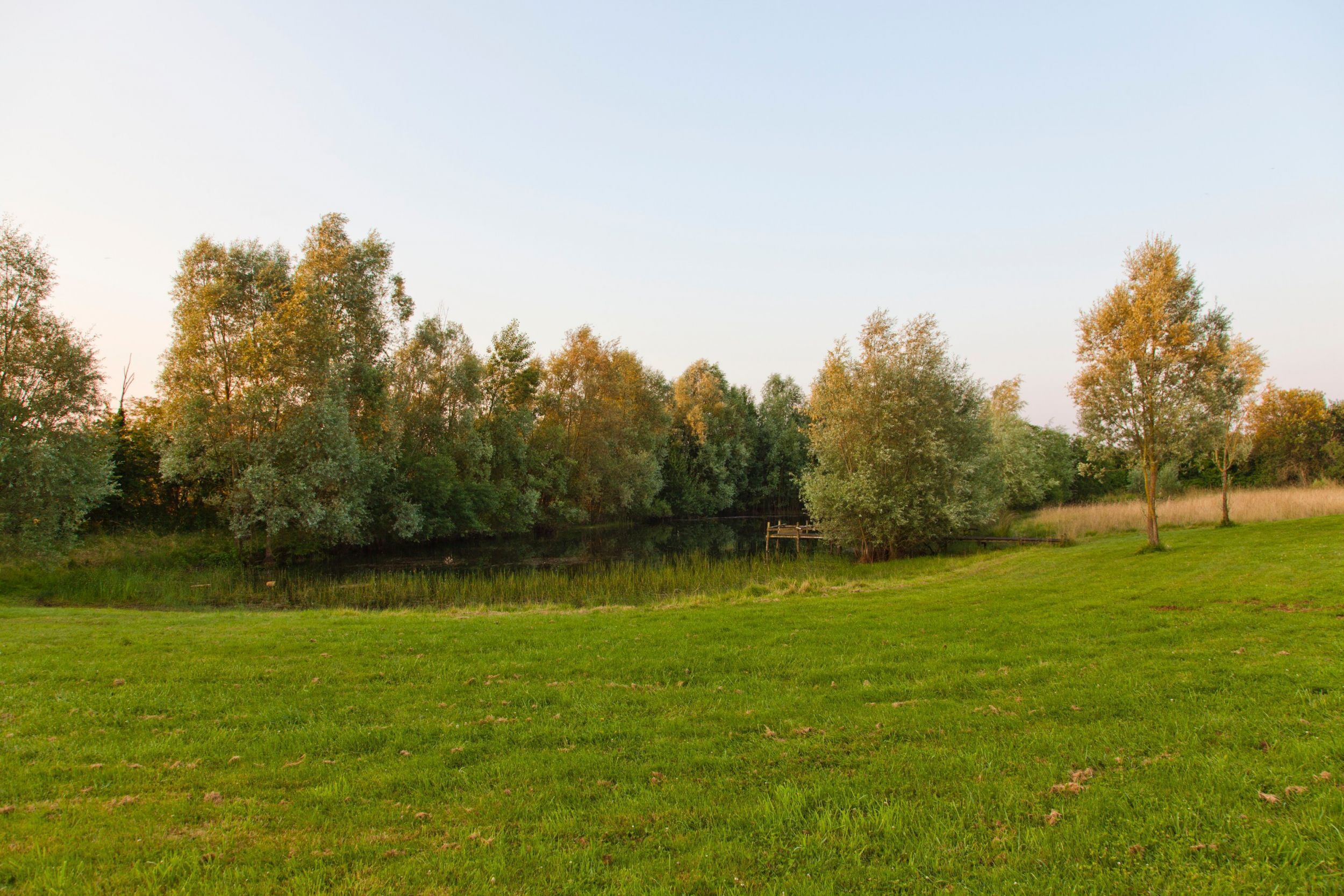 A grassy field with trees and a small body of water.