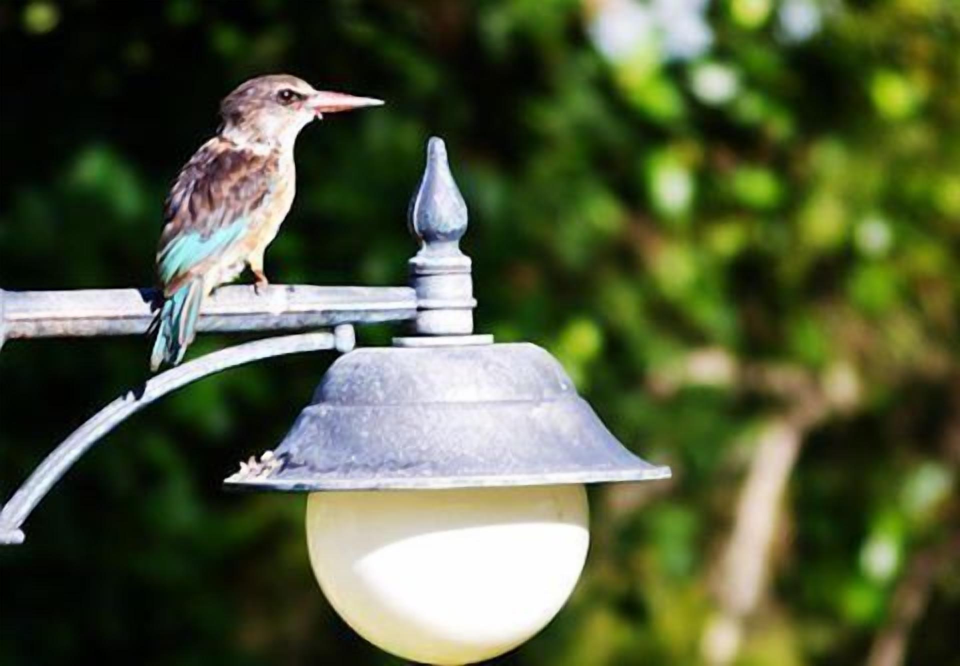 A bird perched on a metal lamp post with a spherical light fixture.