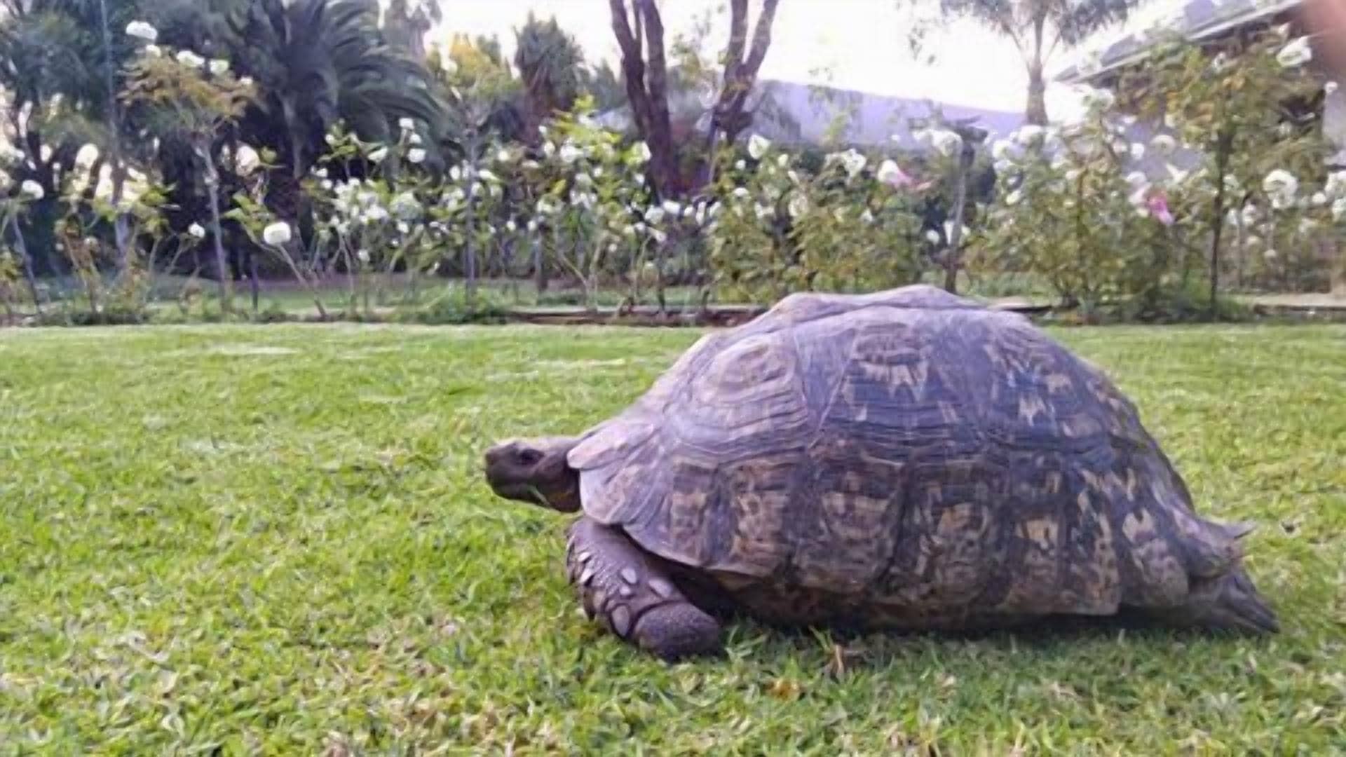 Une tortue sur une pelouse.