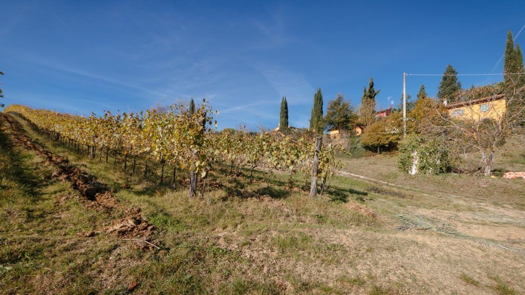 Viñedo con hileras de vides en una colina, cielo despejado y algunos edificios al fondo.