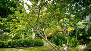 A garden with a statue, lush greenery, and a pathway.