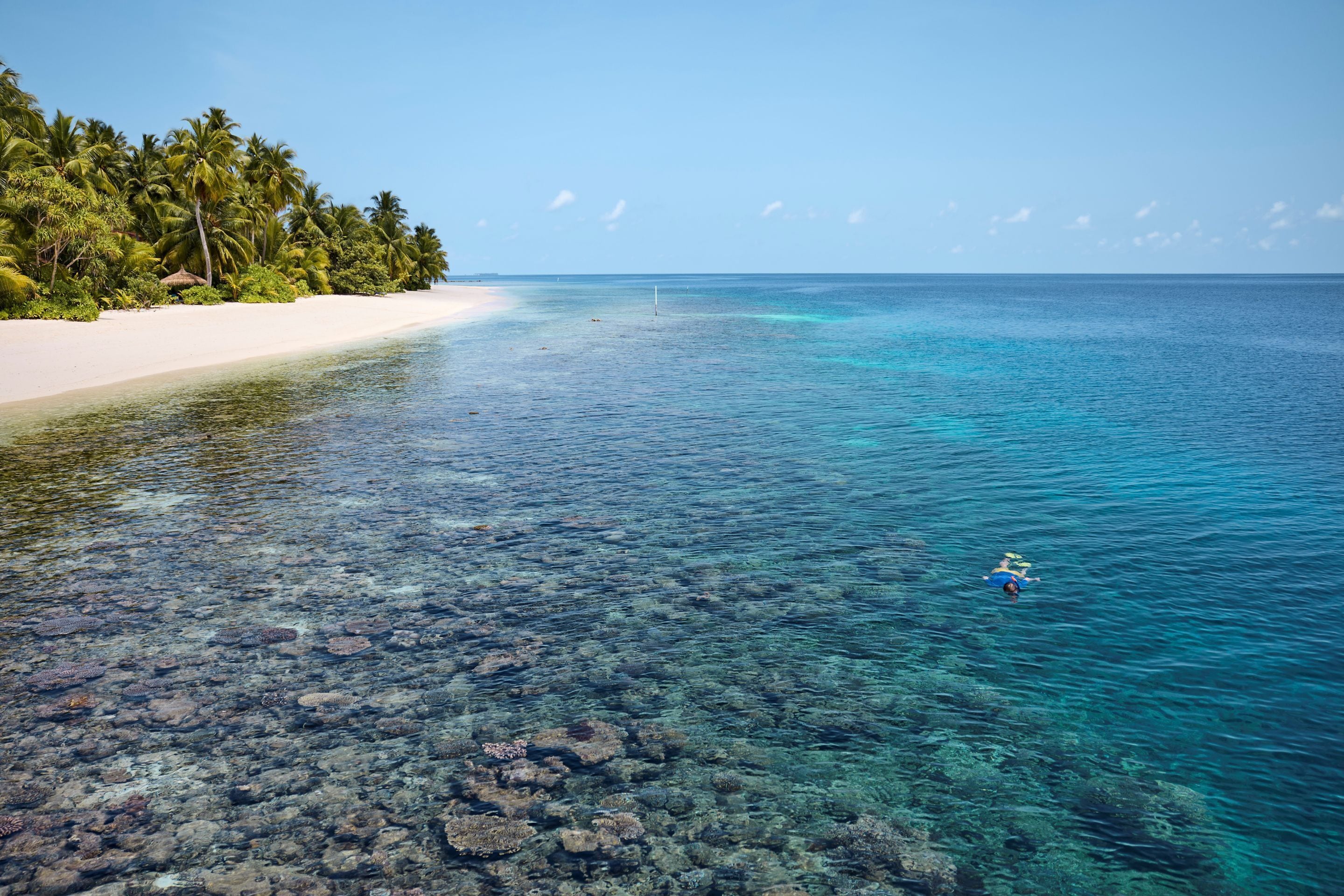 A clear view of a beach with a snorkeler, clear turquoise water, and a sandy shore lined with palm trees.