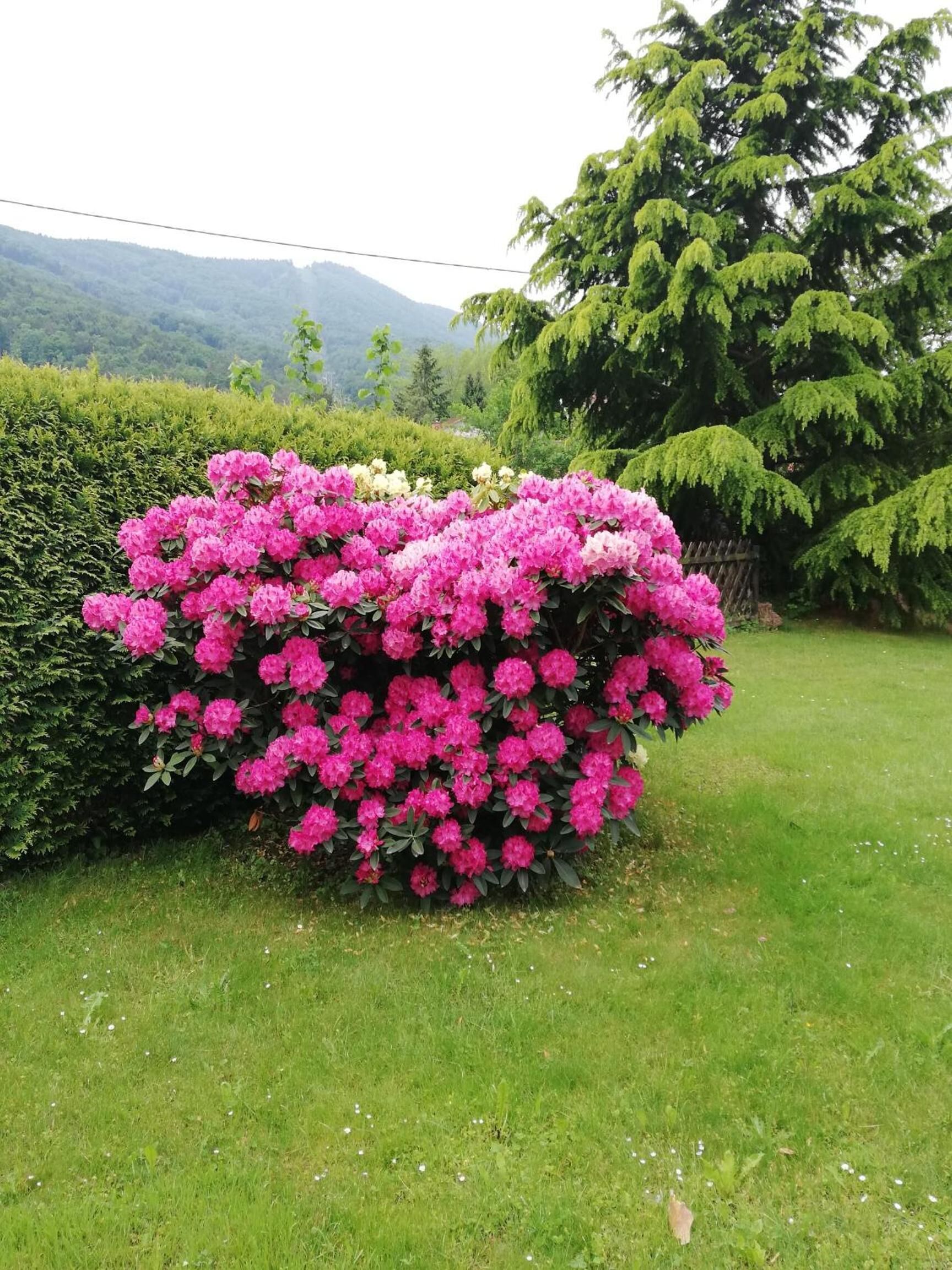 A lush garden with vibrant pink rhododendrons and a variety of green shrubs.