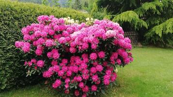 A lush garden with vibrant pink rhododendrons and a variety of green shrubs.