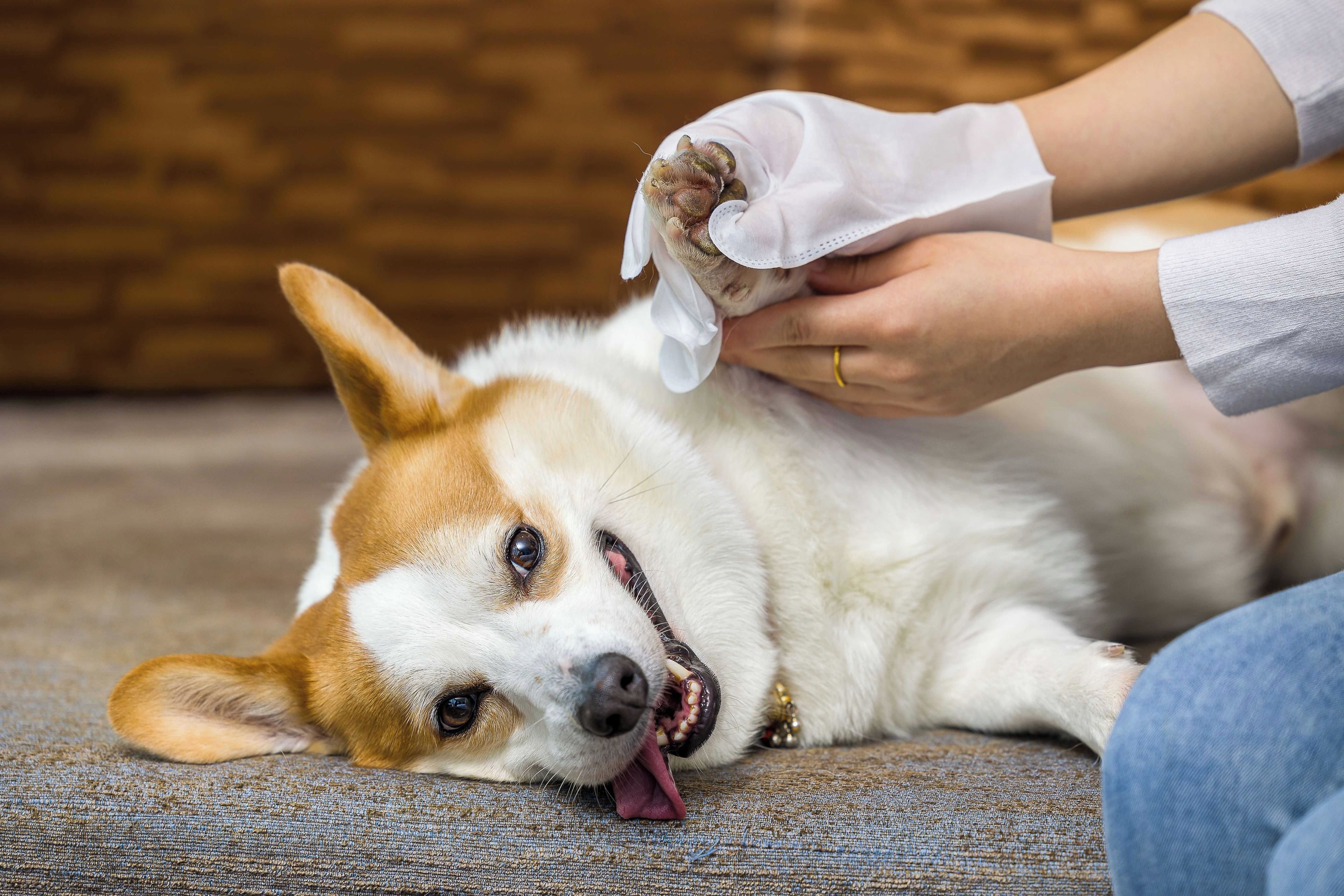 宠物友善