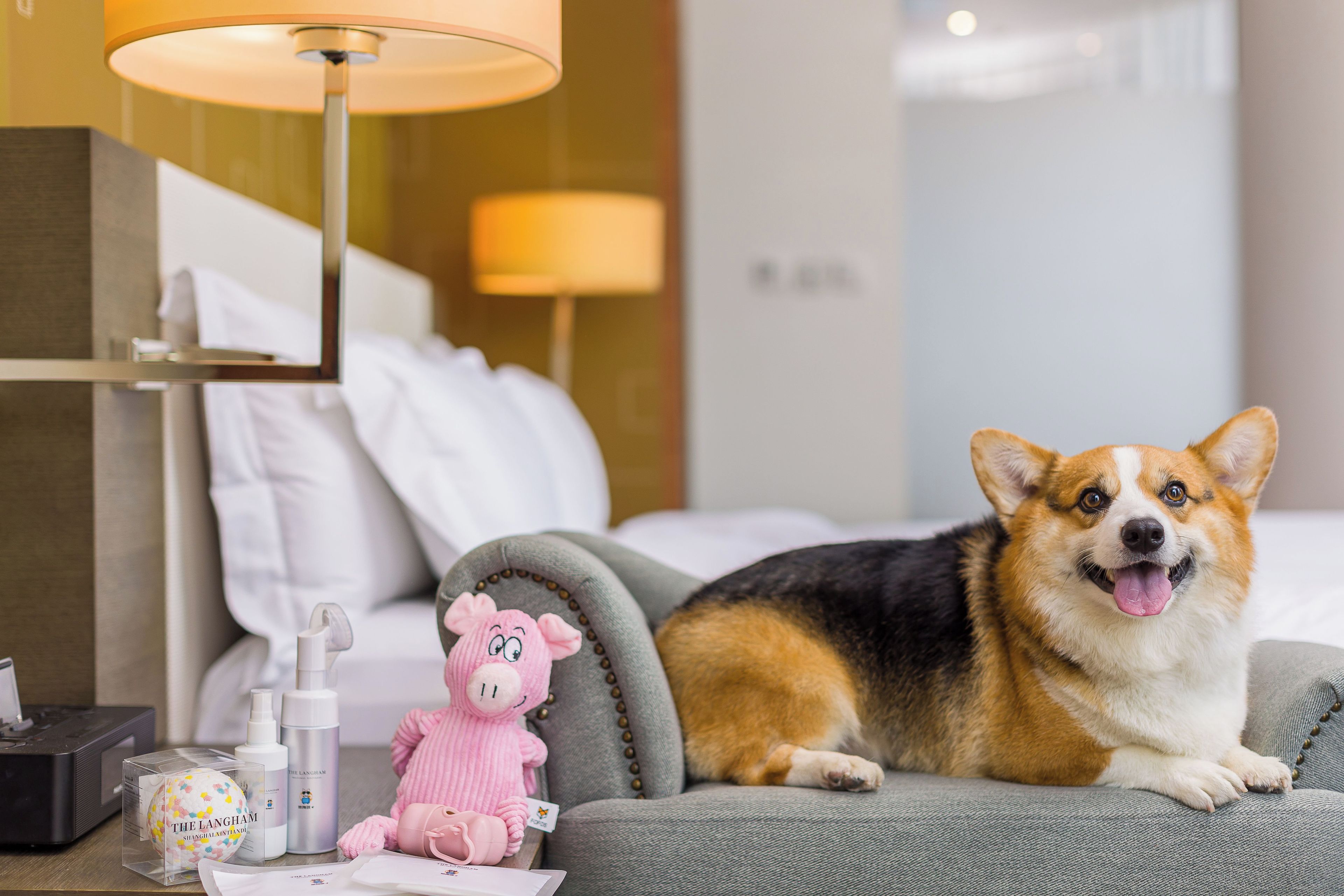 A hotel room with a bed, a lamp, a small table with toiletries, and a dog.