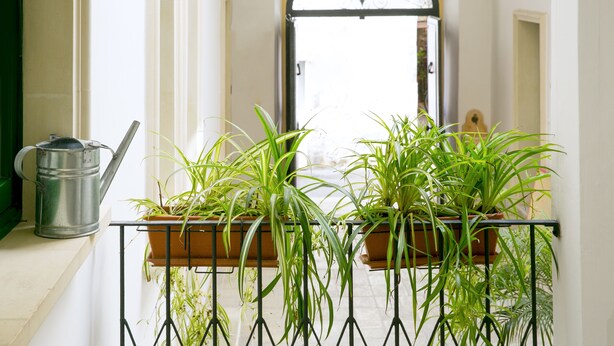 A balcony with potted plants and a metal watering can.