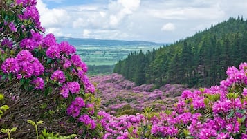 A landscape with dense clusters of pink flowers and a forested hill in the background.