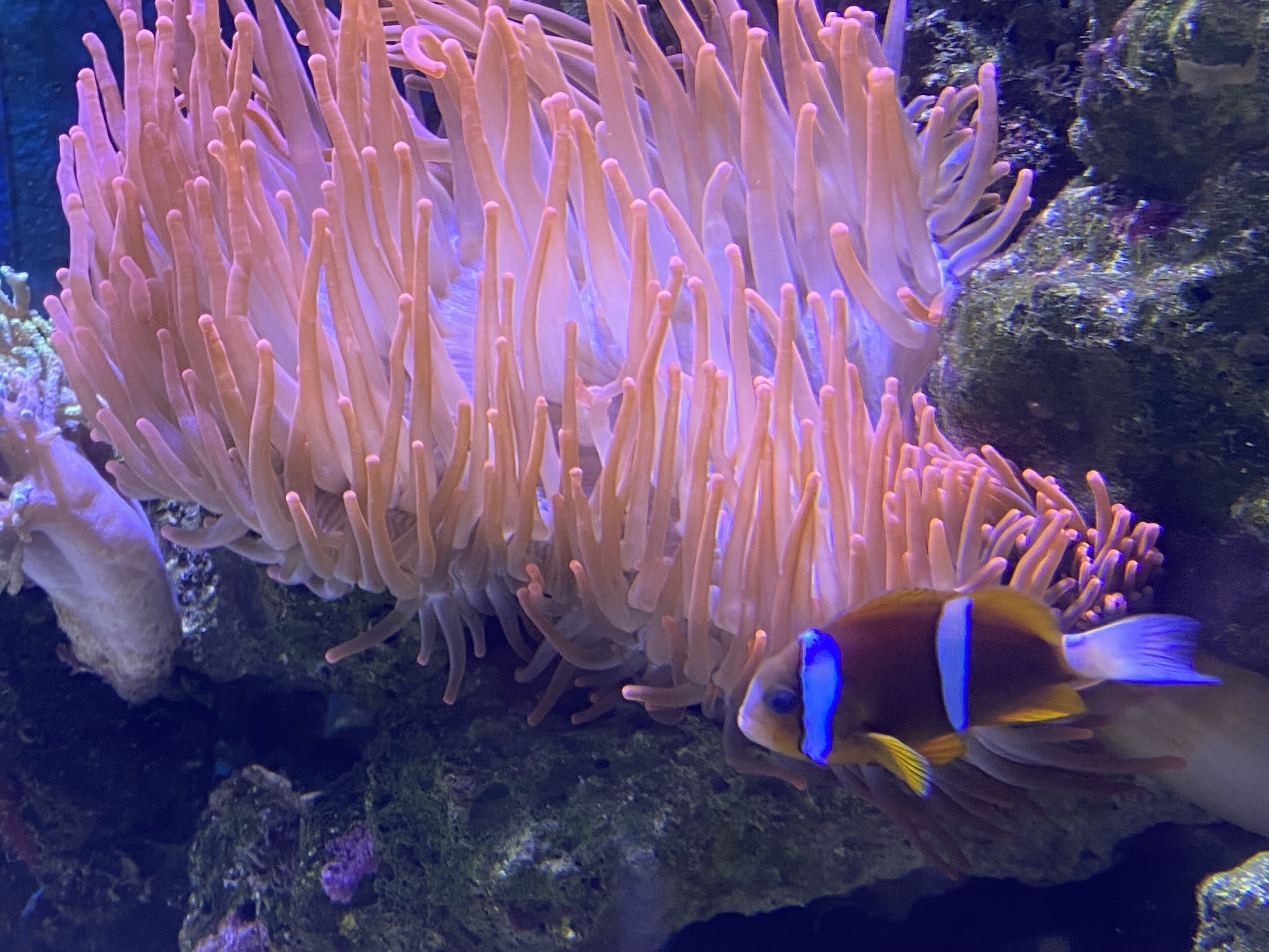 A fish with blue and yellow stripes swimming near an anemone.
