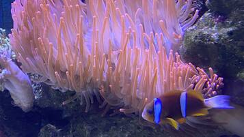 A fish with blue and yellow stripes swimming near an anemone.
