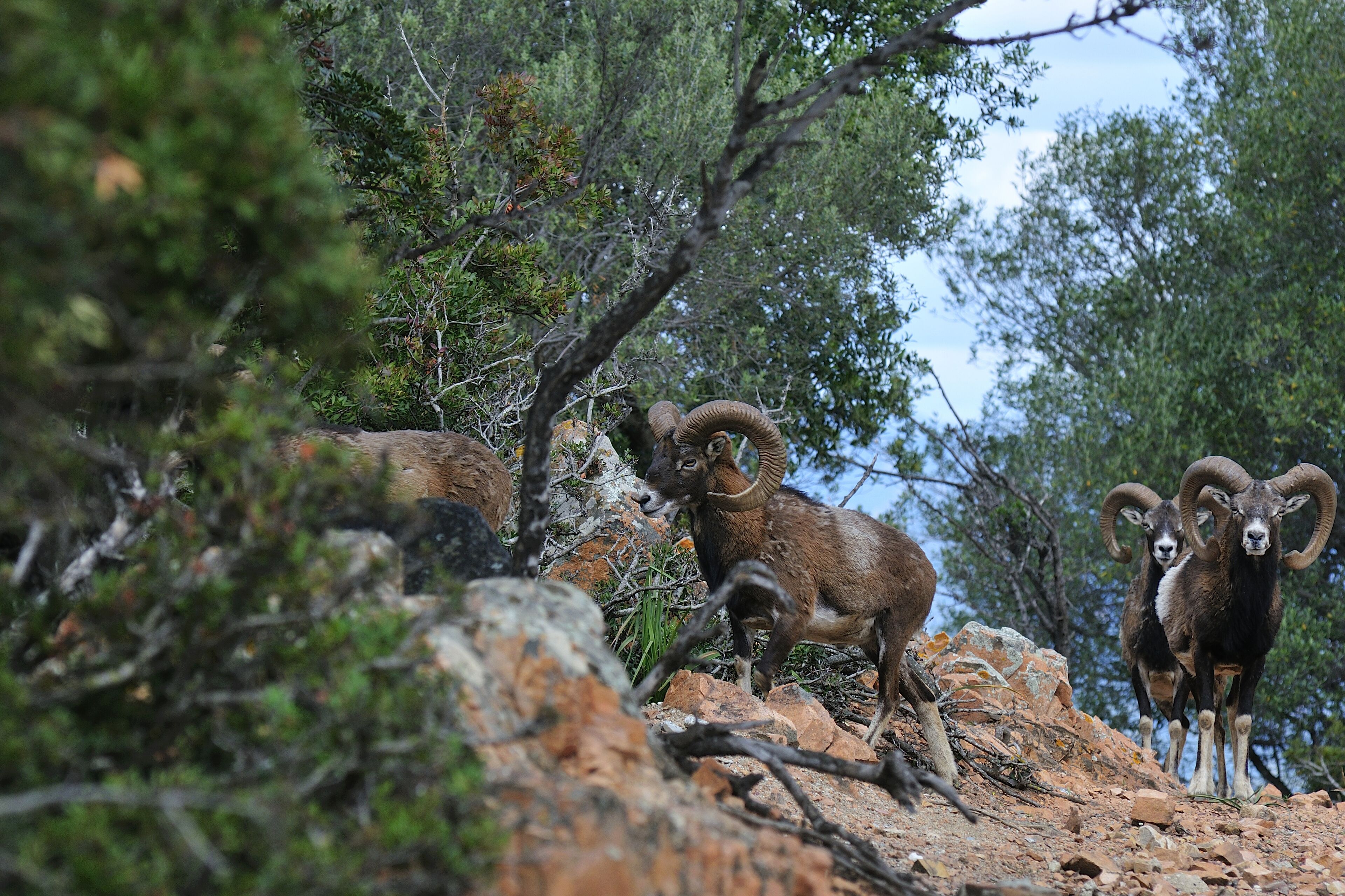 Photo - Arbatax Park Resort - Borgo Cala Moresca